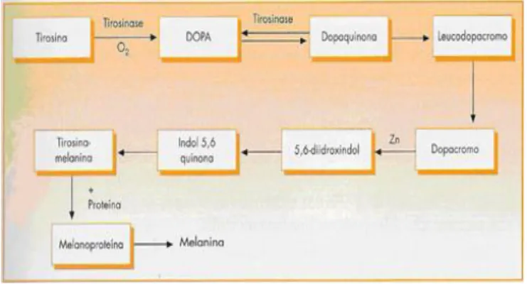 Figura 1. Biossíntese da melanina                                                    Fonte: Magalhães, 2004