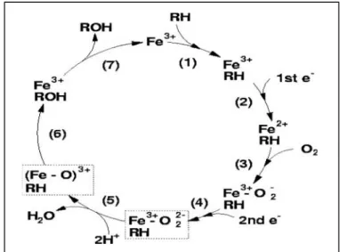 Figura 1. Ciclo Funcional do Citocromo P450