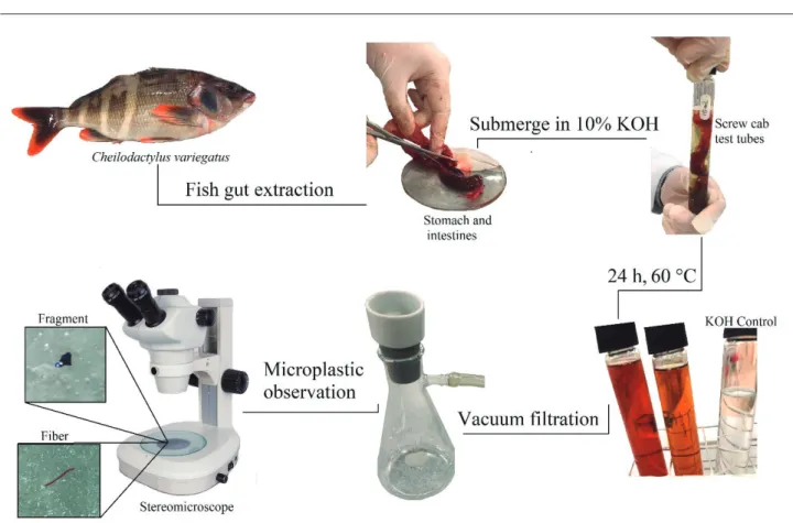 Figure 1: Procedural steps for extracting microplastics from fish guts.