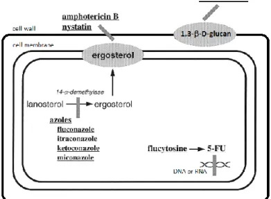 Figure  II.  1.  Mechanisms  of  action  of  antifungal  agents: target molecules. 