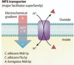 Figure  II.  10.  Representation  of  a  MFS  transporter: efflux of drugs with influx of  protons  into  the  cell