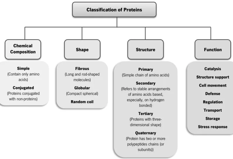 Figure 2.6  –  Classification of proteins and their characteristics. 