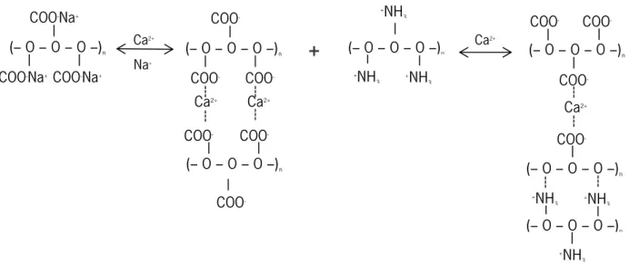 Figure 4.1  –  Electrostactic interactions between Ca 2+  ions, -COO -  groups of alginate and amine groups of  chitosan