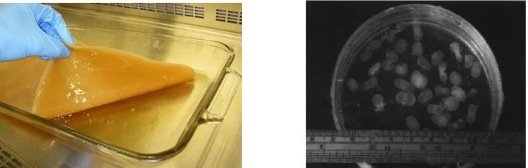 Figure 1.3 – A: Bacterial cellulose film collected after a static culture batch; B: Bacterial cellulose on its  flocculated form, obtained after an agitated culture (airlift reactor) batch (Cheng et al., 2002)