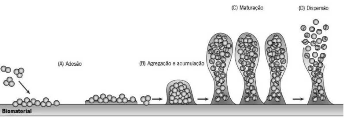 Figura 3: Modelo proposto para a formação de biofilme de  S. epidermidis  que inclui as fases de (A) adesão, (B)  agregação e acumulação, (C) maturação e (D) dispersão  (adaptado de Otto, 2009).