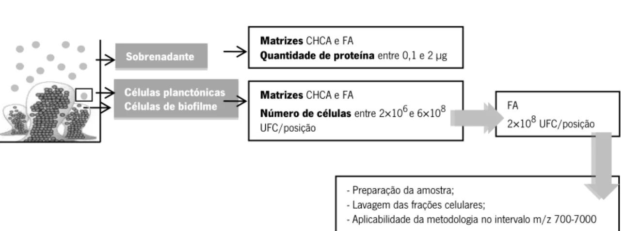 Figura 5: Fluxograma relativo à recolha da amostra e às etapas de otimização de MALDI-TOF MS de sobrenadantes  e frações celulares de biofilme de  S