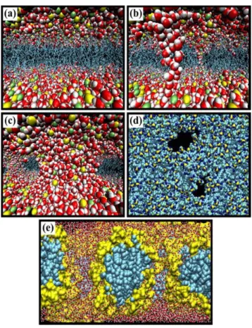 Figure 1.2 illustrates the sequence of events occurring at the inter-membrane level when an electric field, as  electroporation, is applied