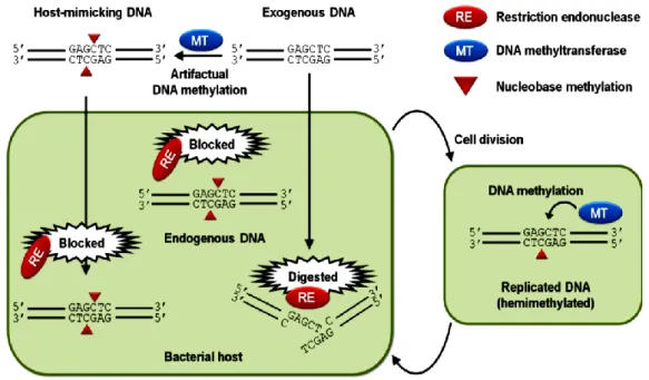 Figure 1.3. Specific methylation ceases restriction endonucleases action. The transformation process is hindered in a cell with a very active  restriction  system  since  the  cell  REases  (restriction  endonucleases)  cleave  the  DNA,  not  methylated  
