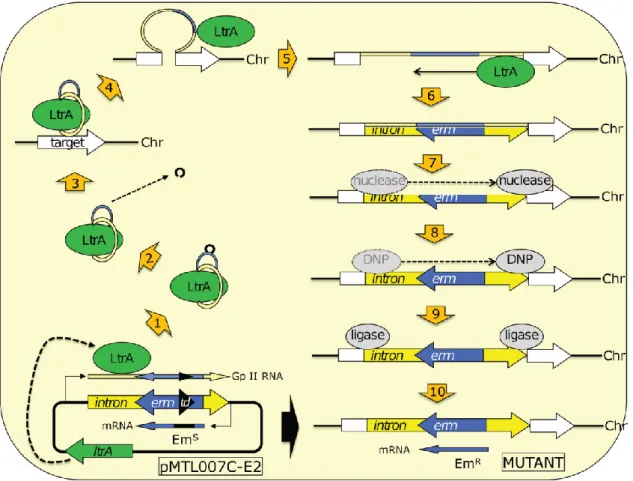 Figure 1.4. Schematic representation of mutant generation using the ClosTron system. pMTL007C-E2, the ClosTron plasmid, present the Group  II intron  (yellow) encompassed by the  emrB  gene (blue) itself encompassed by  td  group I intron (black)