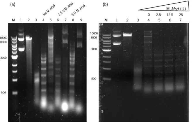 Figure 3.2.  C. pasteurianum  crude extract characterization. (a) Analysis of crude extract activity against M
