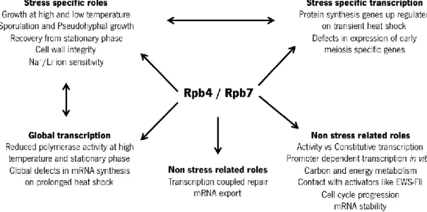 Figure 0.4. Roles played by the  RPB4 /7 sub-complex in stress and non-stress related phenotypes