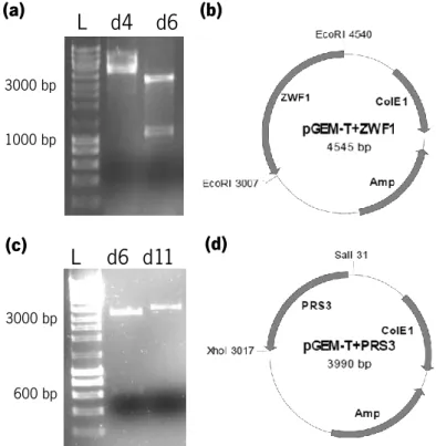 Figure 0.7. Confirmation of insertion  of  ZWF1  (a  and b) and  PRS3  (c and d)  genes into pGEM-T Easy  Vector
