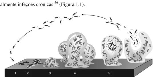 Figura  1.1  -  Representação  esquemática  das  diferentes  fases  de  desenvolvimento  do  biofilme  bacteriano