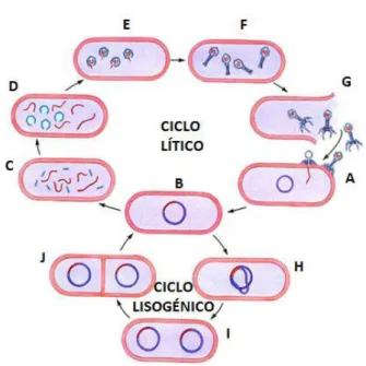 Figura  1.3  -  Ciclo  de  vida  lítico  e  lisogénico;  (A)  O  fago  reconhece  um  recetor  específico  no  hospedeiro  e  injeta  do  seu  material  genético  via  esse  recetor;  (B)  Circularização  do  material  genético  do  fago;  (C,  D,  E  e  F
