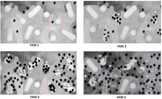 Figura 1.4 - Modelo de infeção fágica em biofilme. Fase 1: Transporte dos fagos através da matriz  do  biofilme  e  dos  canais  de  água  por  difusão  e/ou  convecção;  Fase:  Ligação  dos  fagos  às  células  hospedeiras  e  progressão  de  ciclo  lític