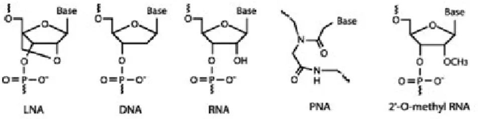Figura  1.5  -  Estrutura  química  de  LNA,  DNA,  RNA,  PNA  e  2’ -O-metil  RNA  respetivamente