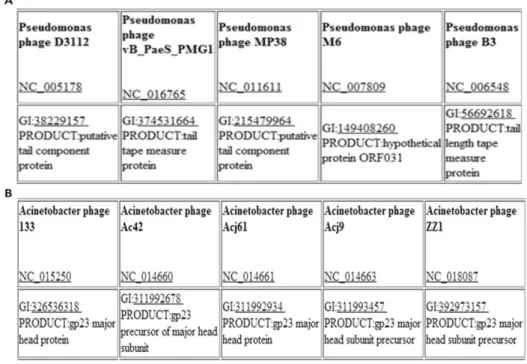 Figura  2.2  -  Análise  CoreGenes3.0  das  sequências  genómicas  dos  fagos  de  Acinetobacter  e  Pseudomonas