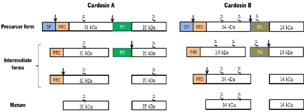 Figure  1.2.:  Schematic  representation  of  cardosins  processing  steps.  Cardosins  preproenzymes  have  a  signal  peptide (SP), followed by a prosegment (PRO) and a Plant-Specific Insert (PSI) between the heavy and light chains
