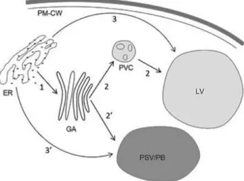 Figure 1.3.: Putative models for the trafficking of cardosin A to the plant vacuole. (1) COPII-dependent pathway,  mainly mediated by C-terminal vacuolar sorting determinants (VSDs, black arrows), or a glycosylated plant-specific  insert (PSI) determinant