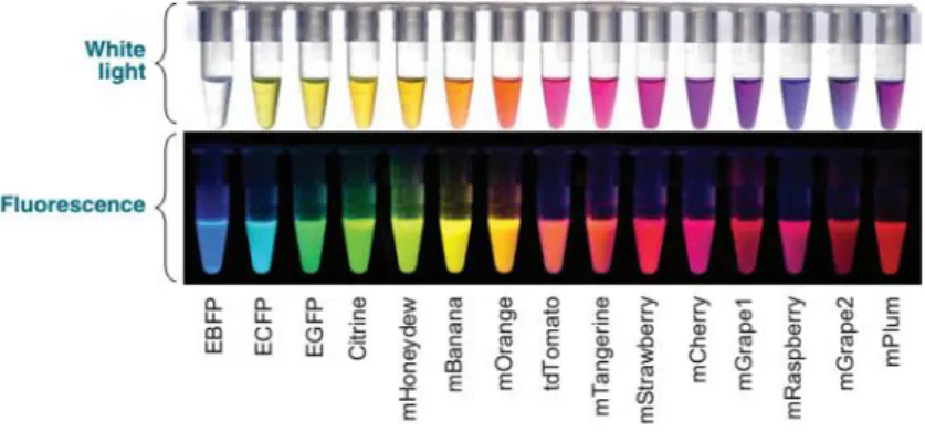 Figure 1.5.: Diversity of the different fluorescent proteins available for cloning .  The top panel shows the FPs under  white light and the bottom panel demonstrates the fluorescence of these FPs