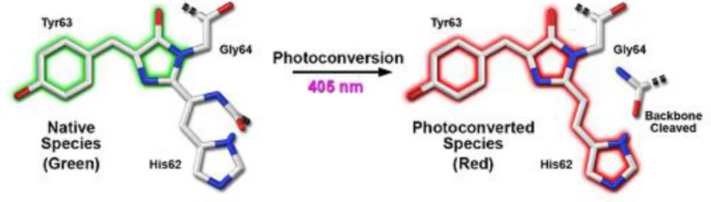 Figure 1.6.: Green-to-red photoconversion mechanism for Kaede and mEos that occurs when the FP is illuminated  with ultraviolet or violet radiation to induce cleavage between the amide nitrogen and  carbon atoms in the His62  residue leading to subsequent