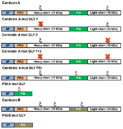 Figure 2.5: Schematic representation of cardosins glycosylation mutants. Cardosin A glycosylation sites 1  and  2  were  removed  by  site-directed  mutagenesis  in  previous  works