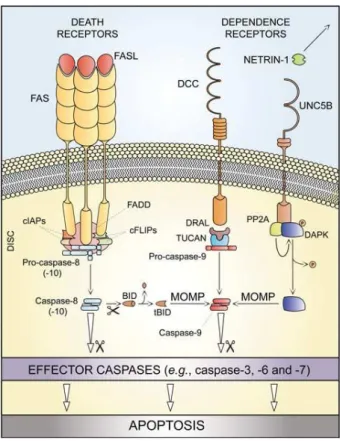 Figure  3.  Extrinsic  apoptosis.  FASL:  FAS  ligand;  FADD:  FAS-associated  protein  with  a  death  domain;  cIAPs:  cellular  Inhibitor  of  Apoptosis  Proteins;  DISC:  Death  Inducing  Signaling  Complex; 