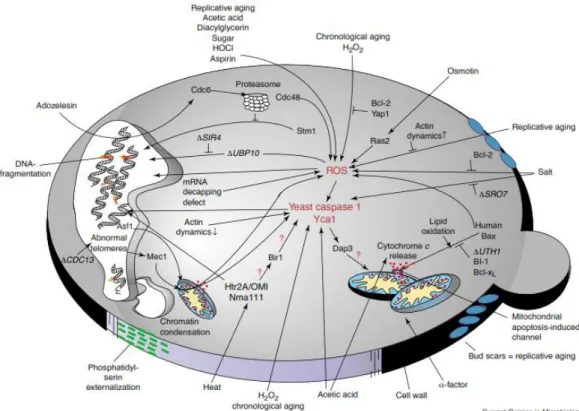 Figure  5.  The  apoptotic  yeast  cell.  Red  question  marks  indicate  pathways  that  are  known  in  mammals but not in yeast thus far (Madeo  et al  (2004) [67])