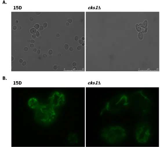 Figure  6.  Morphology  of  S.  cerevisiae   15D  and  cks1 Δ  cells.  Strains  15D  and  cks1 Δ  were  transformed  with  pYX232- mtGFP   and  visualized  by  fluorescence  microscopy  (A)  DIC,  (B)  GFP  fluorescence