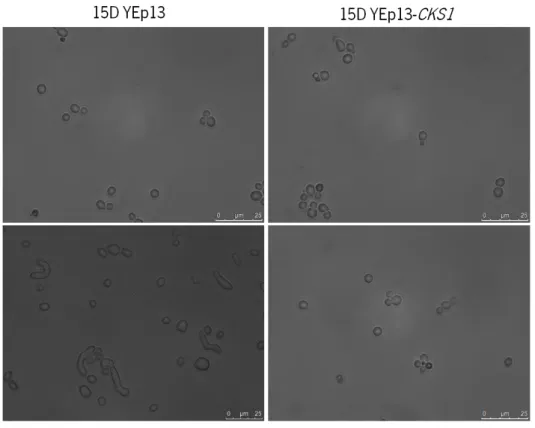 Figure  14.  Morphology  of  S.  cerevisiae   strains  15D  and  cks1 Δ  expressing  YEp13  and  YEp13- CKS1 