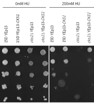 Figure 18. Chronic exposure of  S. cerevisiae  strains to HU. Exponential cultures of 15D YEp13,  15D  YEp13- CKS1 ,  cks1 Δ  YEp13  and  cks1 Δ  YEp13- CKS1   strains  grown  in  SCGLU-Leu  medium  at  30ºC