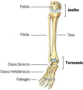Figura 2.1 - Membro Inferior: estrutura óssea da parte distal da perna [18]. 