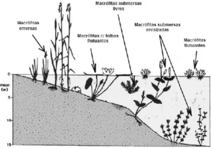 Figura 1 – Classificação de macrófitas, tendo em conta a sua localização na massa de água (Esteves, 1998)