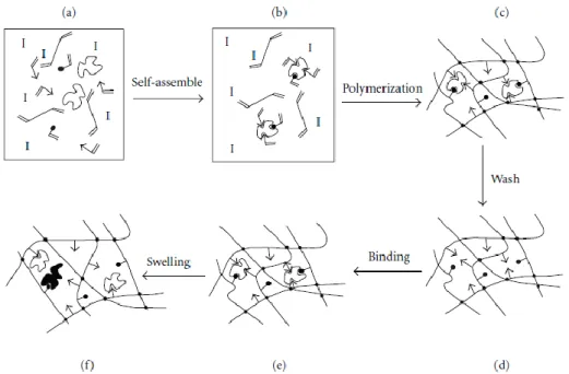 Figure  4  Imprinting  process.  (a)  Solution  mixture  of  template,  functional  monomer(s)  (triangles  and  circles),  crosslinking  monomer,  solvent,  and  initiator  (I)