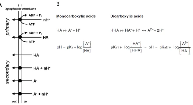 Figure 1.7– A) Schematic overview of the mechanisms involved in weak organic acid  export via primary and secondary transport
