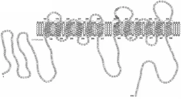 Figure  1.8  -  Predicted  topology  of  Jen1p,  built  by  the  TMHMM  software  (http://www.cbs.dtu.dk/services/ TMHMM-2.0/), with the location of the identified motif  highlighted