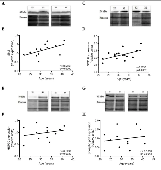 Figure 6. Effect of age on cell stress-related protein expression. Protein expression was determined in  placental  bed  tissue  obtained  from  women  between  22  and  41  years  old