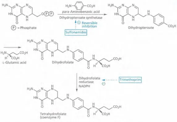 Figura 1.6. Mecanismo de ação das sulfonamidas e da trimetoprima. 7