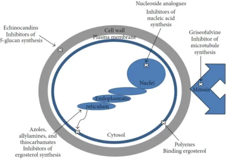 Figura 1.9. Mecanismo de ação dos principais agentes antifúngicos. As equinocandinas inibem  a síntese da parede celular; os azoles, as alilaminas e os tiocarbamatos interferem com a síntese  do ergosterol; os polienos ligam-se ao ergosterol levando à perd