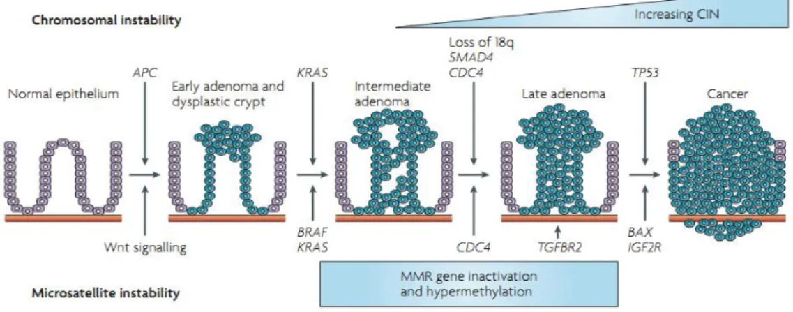 Figure  1.2  -  Schematic  representation  of  some  genetic  alterations  during  the  evolution  of  colorectal  cancer  (Adapted from (Walther et al., 2009)