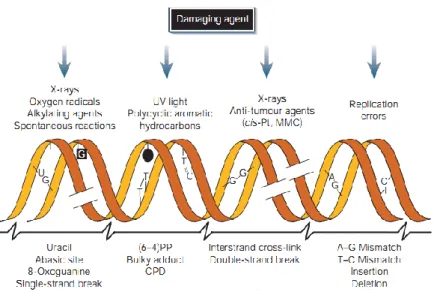 Figure 1.3 – Representation of common DNA damaging agents and respective DNA lesions induced by these  agents (Adapted from (Hoeijmakers, 2001)