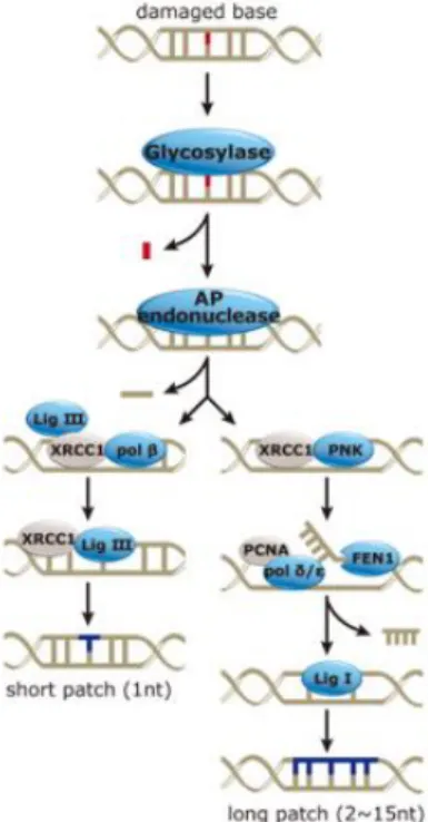 Figure 1.7 – Representation of base excision repair pathway (Adapted from Genetex). 