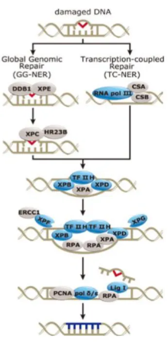 Figure 1.8 – Representation of nucleotide excision repair pathway (Adapted from Genetex)