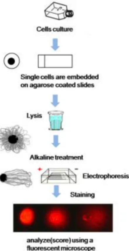 Figure 3.2 – Representative scheme of general steps involved in standard comet assay (Adapted from (Ramos et  al., 2011))