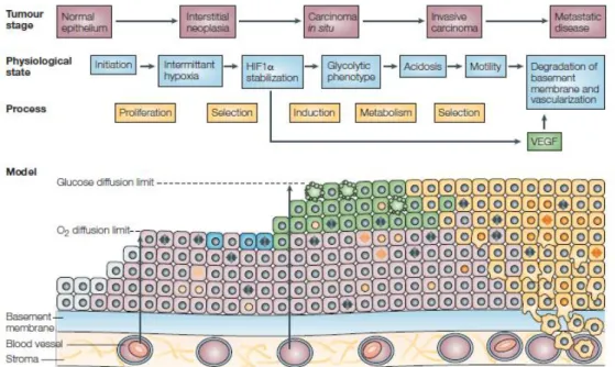 Figure 3. Schematic representation of the cell-microenvironment interactions associated with the  carcinogenesis process