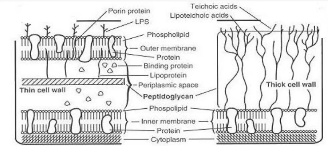 Figura 3.3 – Esquema que retrata as diferenças estruturais e moleculares entre a parede celular das bactérias  Gram negativas e Gram positivas (Salton and Kim, 1996)