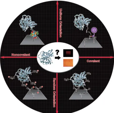 Figure  1.  Schematic  representation  of  the  classification  of  protein  adsorption  strategies