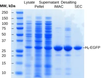 Figure 5. SDS-Page gel of the different stages of the first H 6 -EGFP purification (indicated on  the top of the gel)