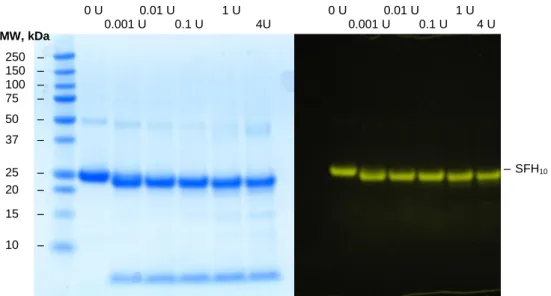 Figure  12.  (Left)  SDS  Page  of  SFH 10   cleaved  with  different  amounts  of  EKMax™