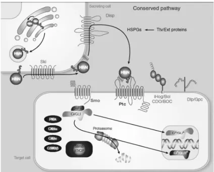 Figure 8 Hedgehog proteins undergo various processing steps. Initially the N-terminal signal sequence  is  cleaved